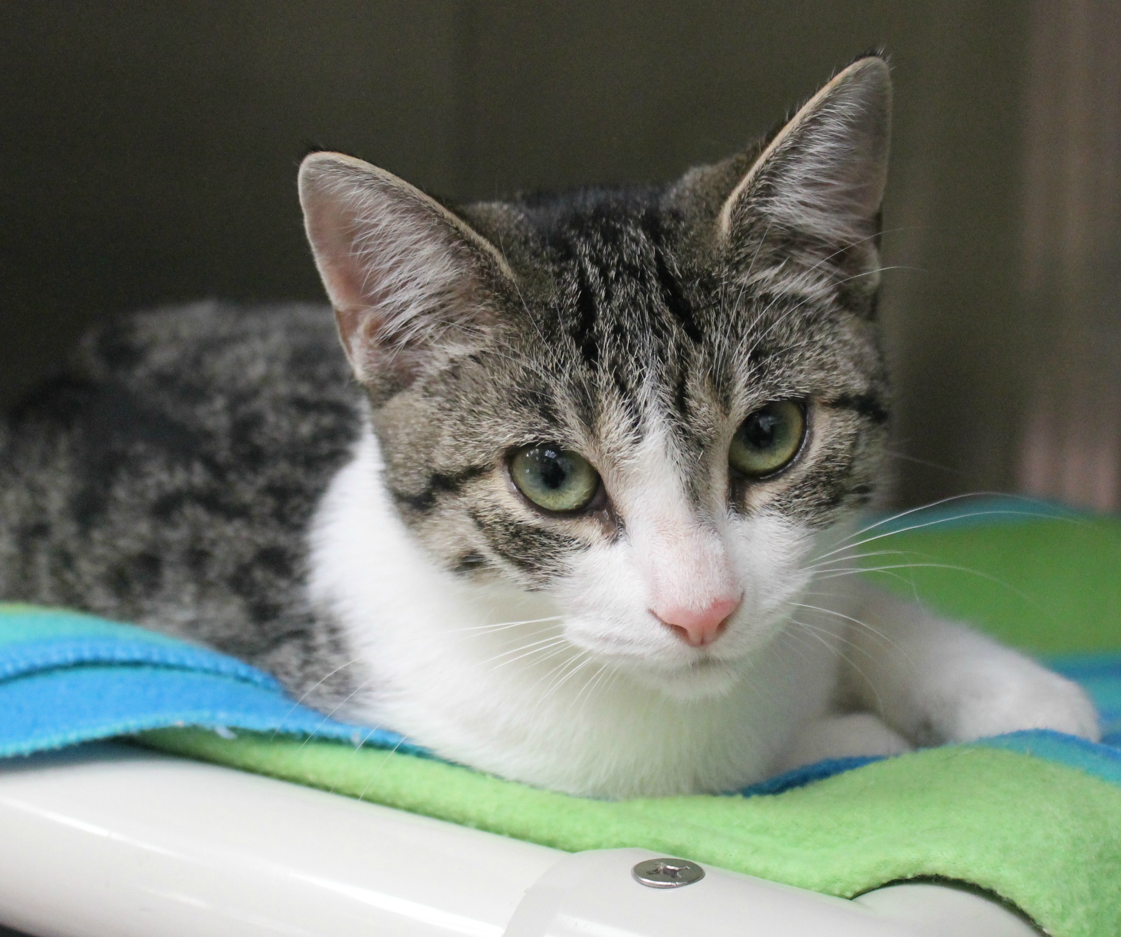 Maddy, a tabby and white cat, lying on a blanket in a kennel