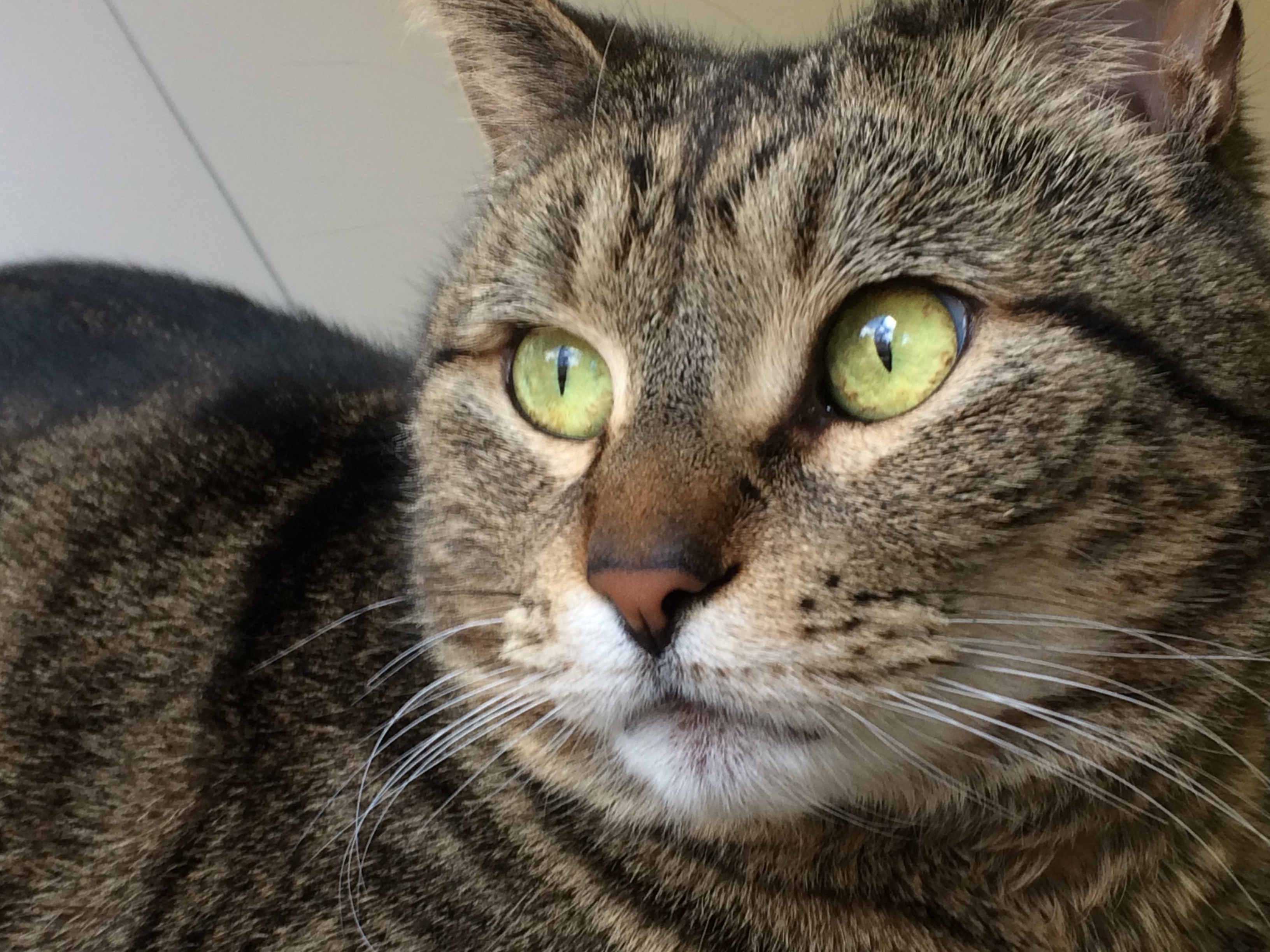 BooBoo, a brown tabby cat with green eyes, looking at the camera