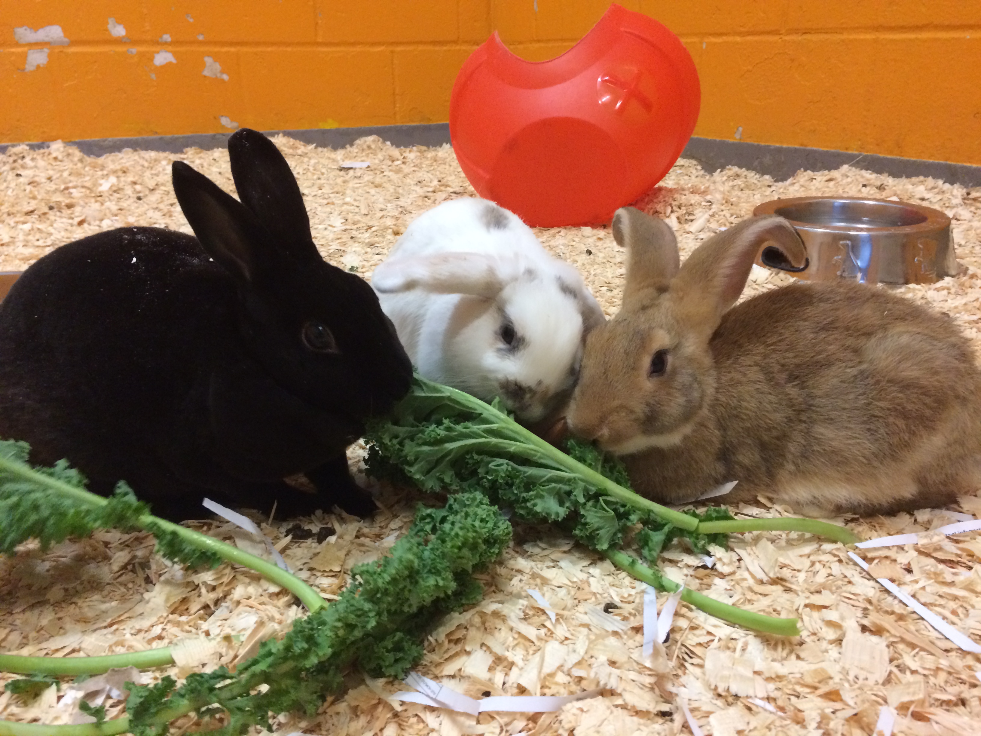 Black, white and brown rabbits eating greens in a pen