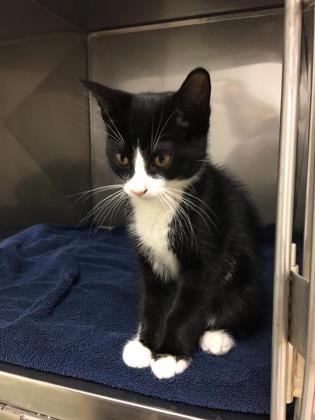 Black and white cat sitting on a blue blanket in a kennel