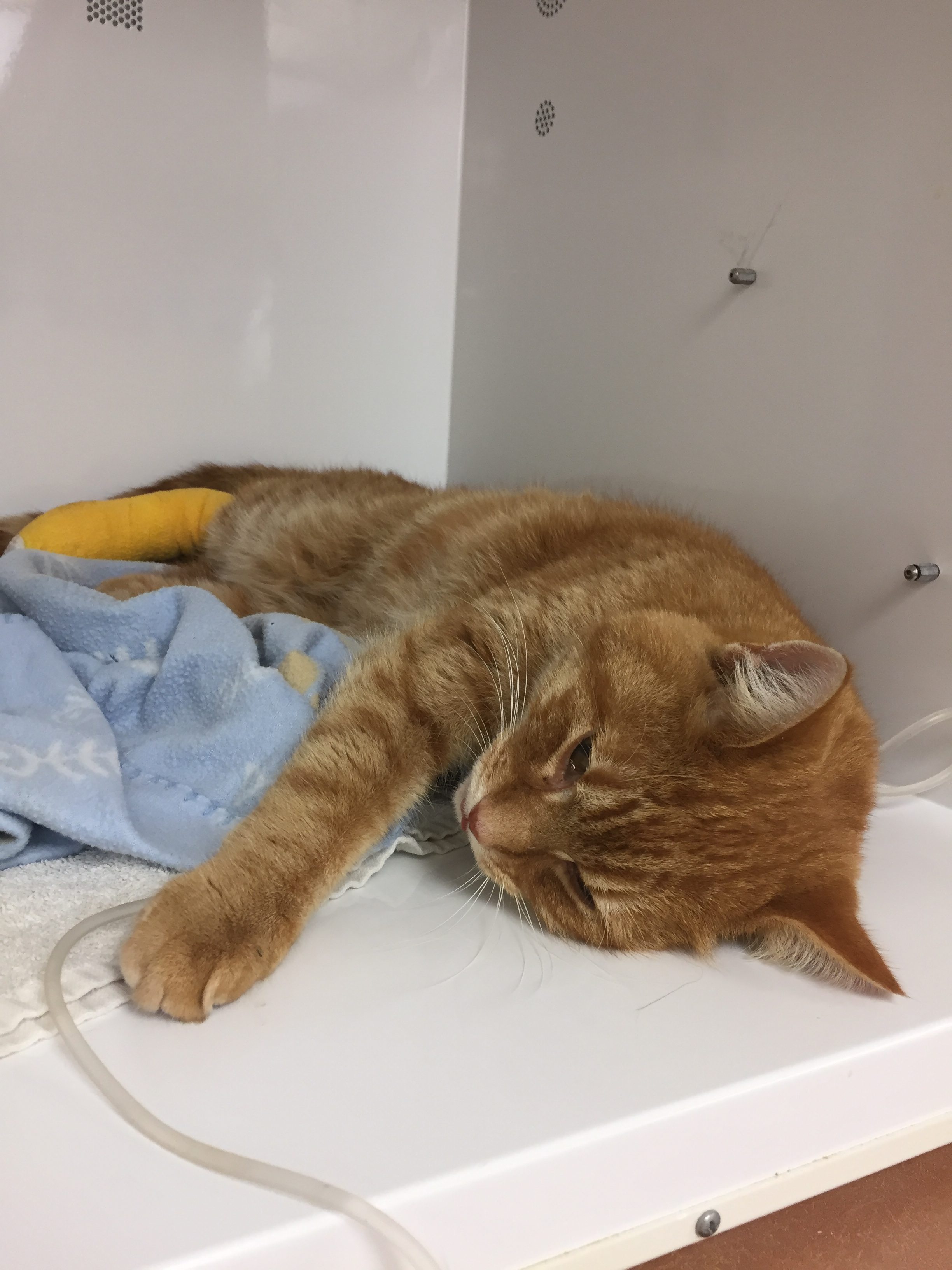 Domino, an orange tabby cat, resting on a vet table with an IV line
