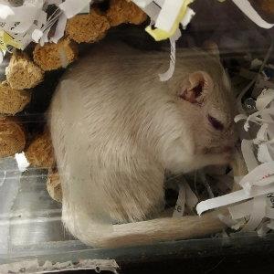 Nienna, a white gerbil, in shredded paper bedding