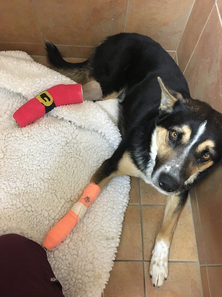 Black and tan dog with an orange bandage on its front leg, lying on a blanket