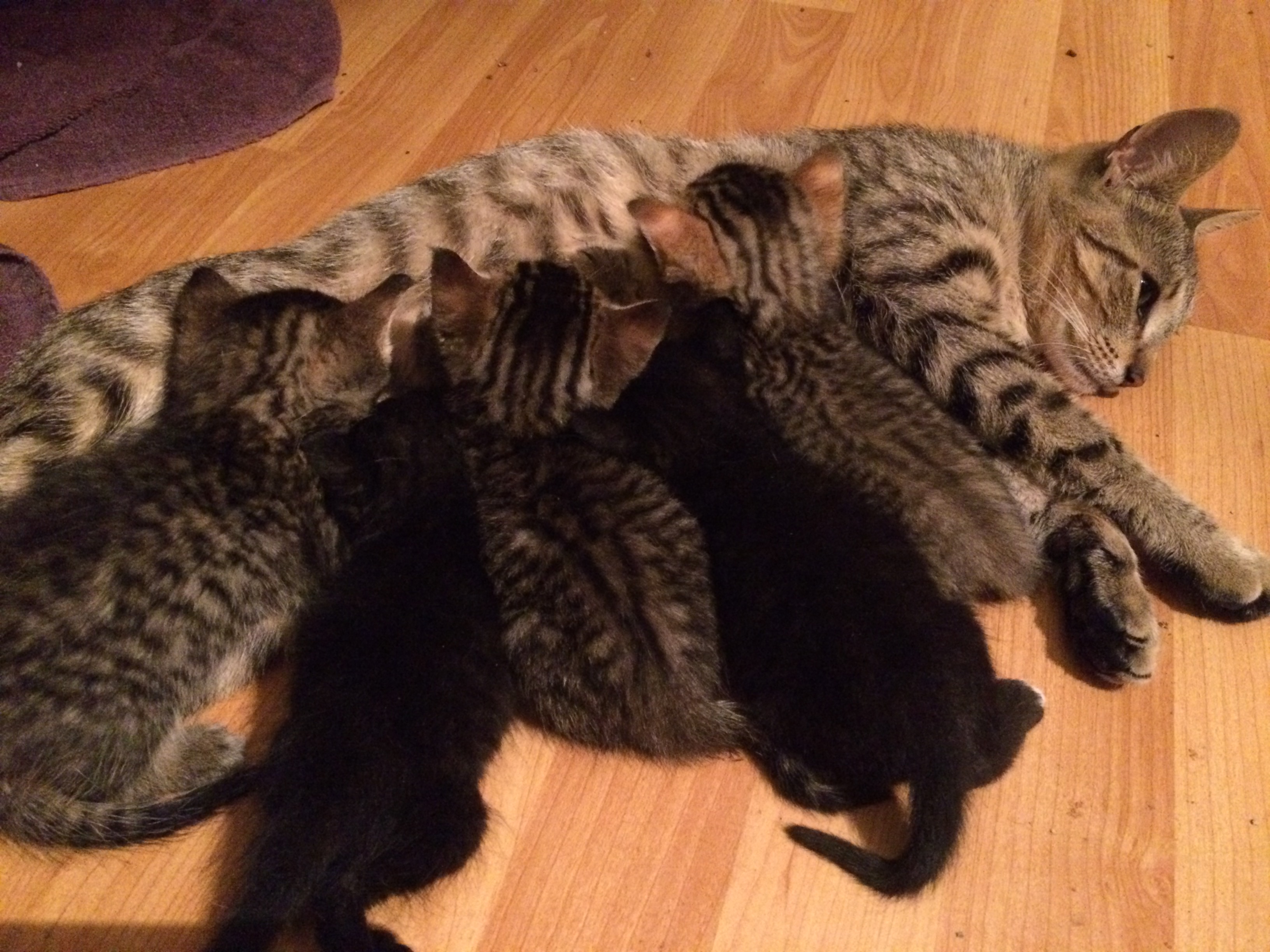 Tabby mother cat nursing a litter of kittens on a wooden floor