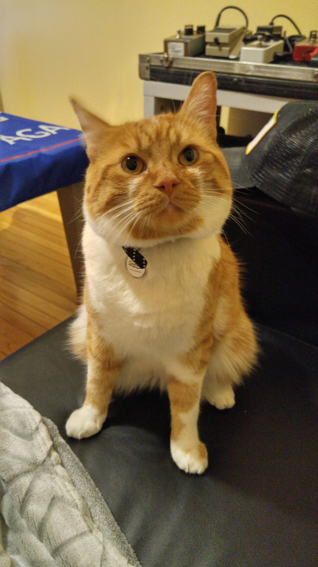 Orange and white cat sitting on a chair