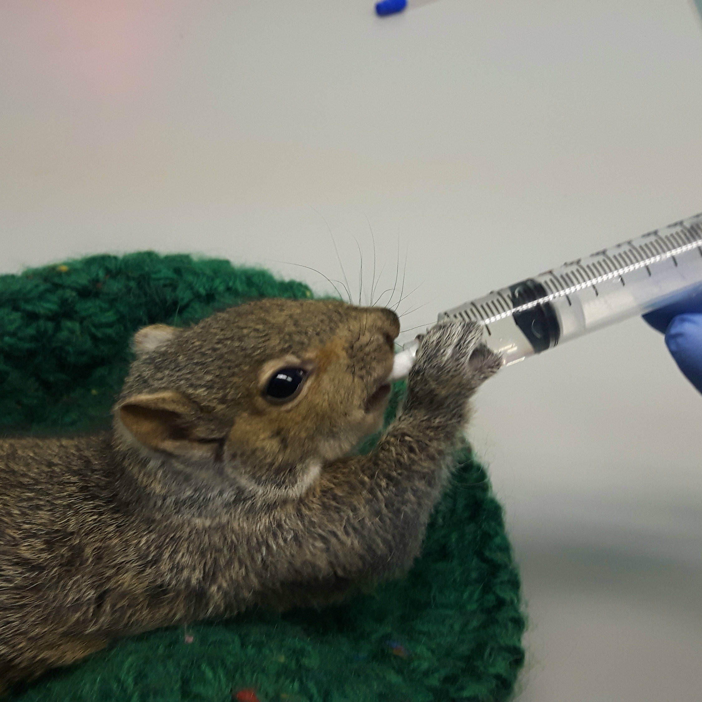 Baby squirrel being fed with a syringe at GHS