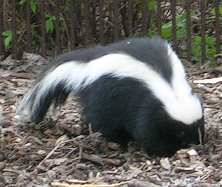 Skunk foraging on wood chips