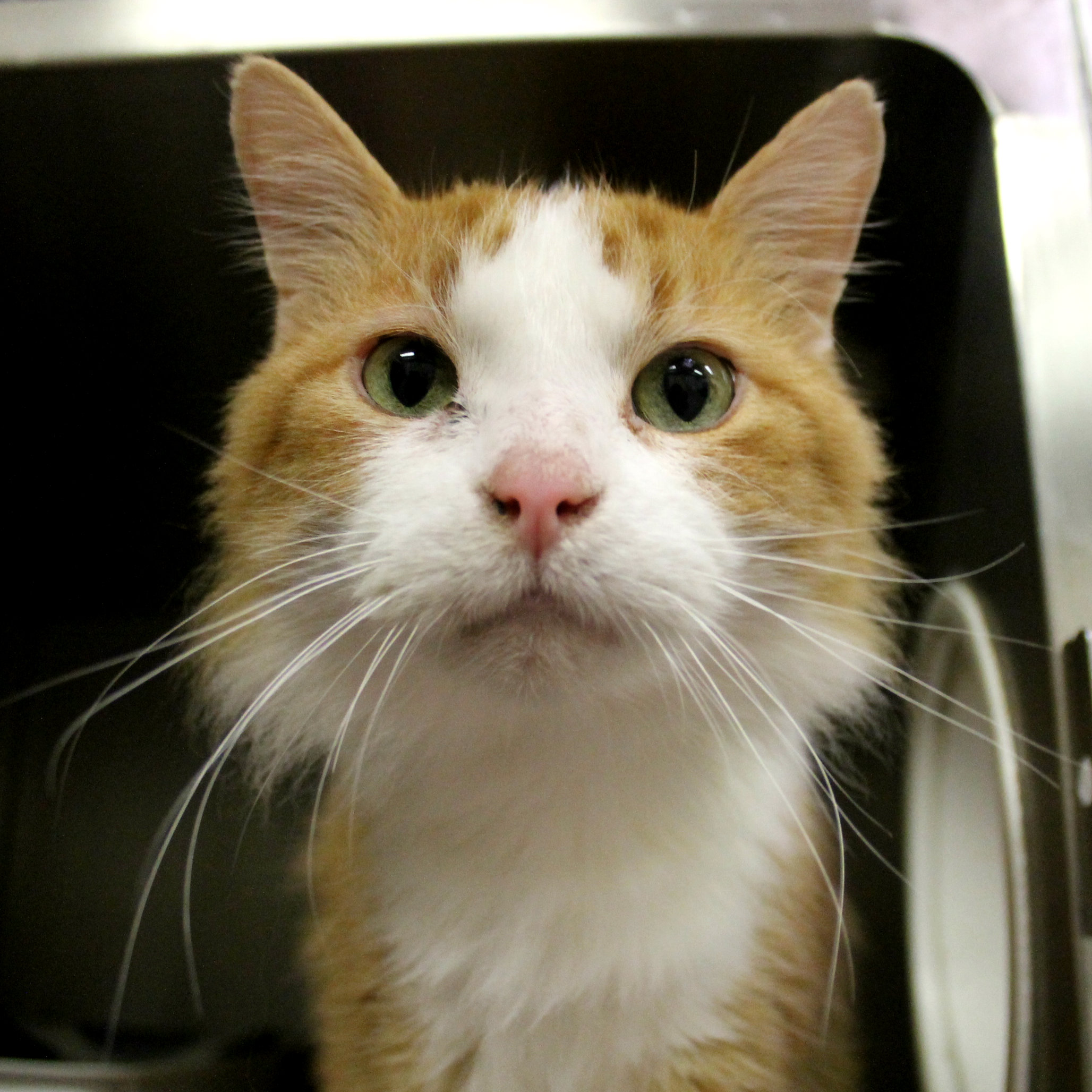 Jemima, an orange and white cat, looking at the camera