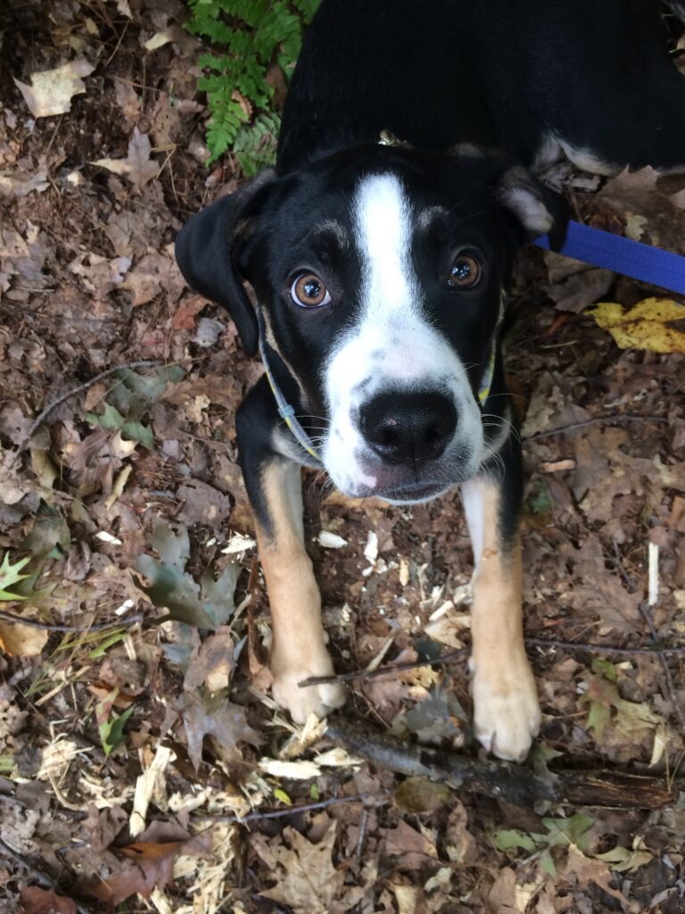 Bentley, a black, white and tan puppy, standing on fall leaves