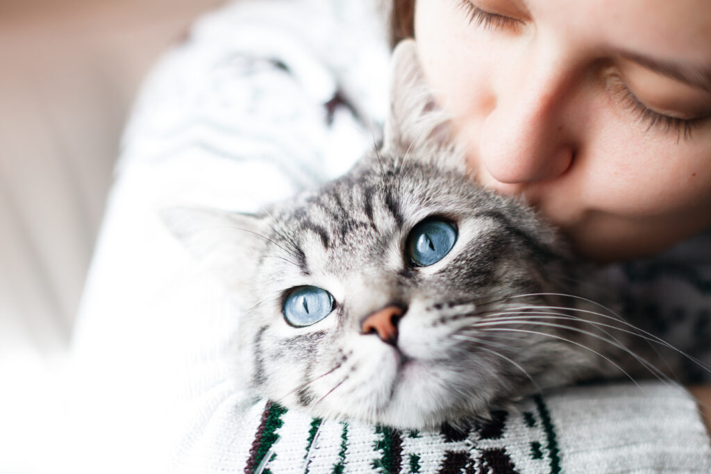 Woman cuddling a grey tabby cat with blue eyes
