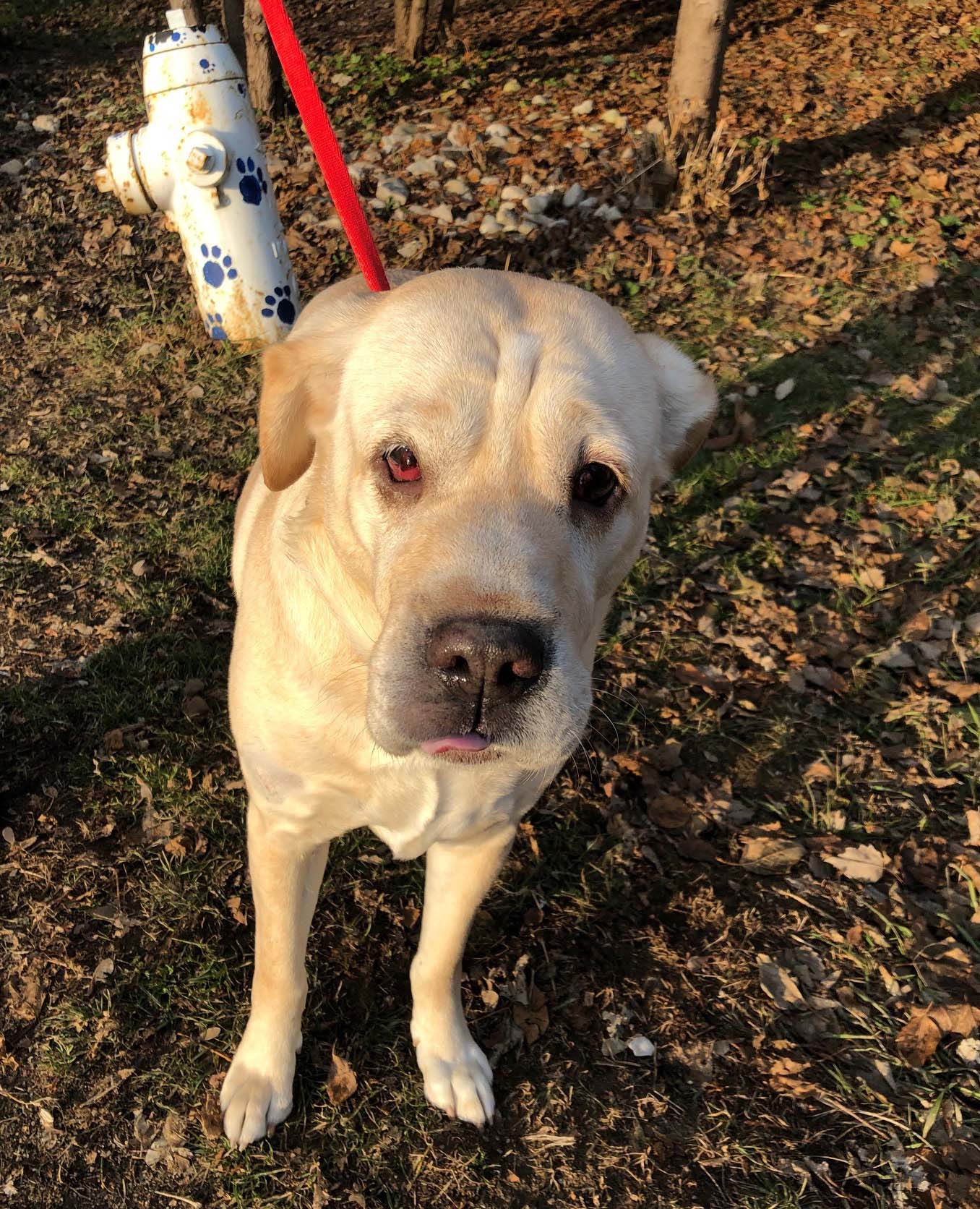 Toffee, a yellow Labrador mix, standing on a leash outdoors