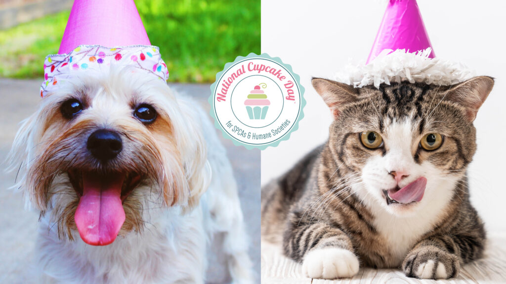 Small fluffy dog and a tabby cat wearing pink party hats, with the National Cupcake Day for SPCAs and Humane Societies logo