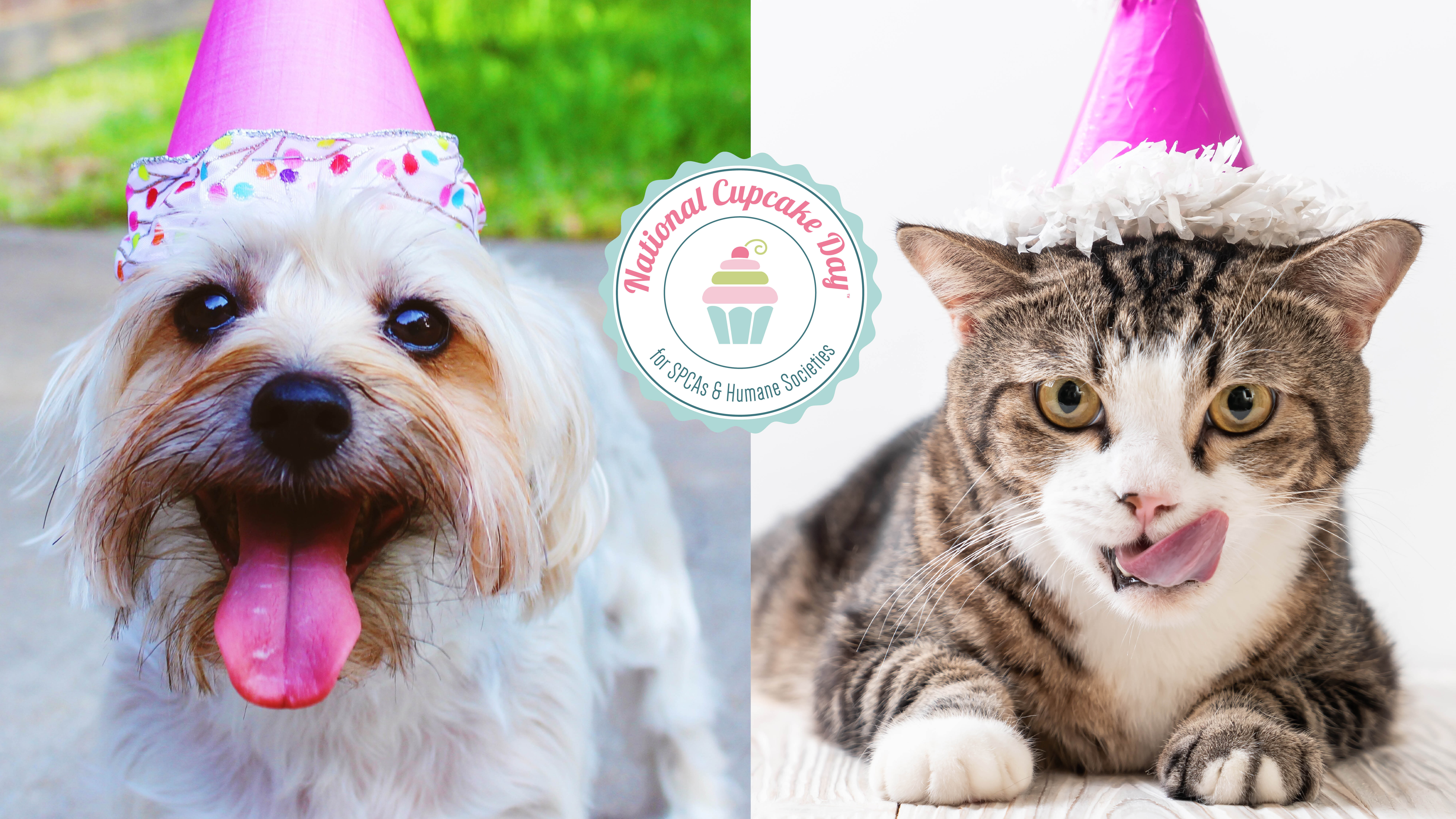 Small fluffy dog and a tabby cat wearing pink party hats, with the National Cupcake Day for SPCAs and Humane Societies logo