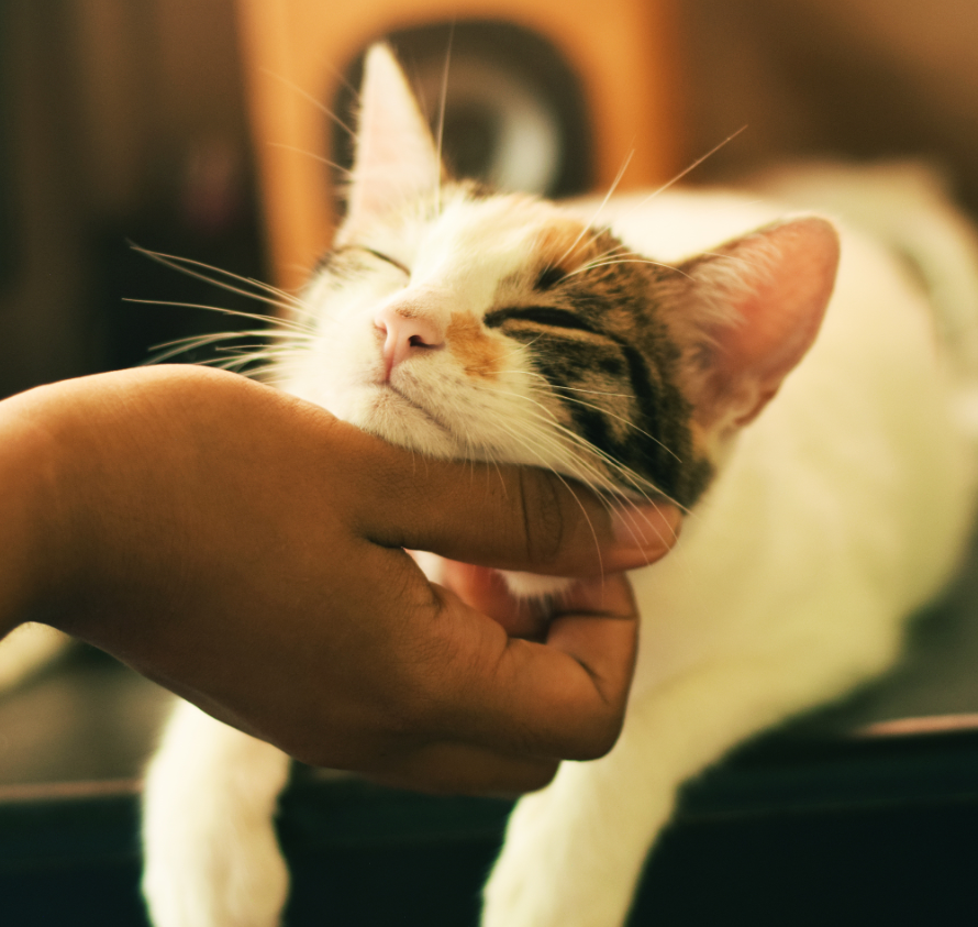 Person scratching the chin of a contented white and tabby cat