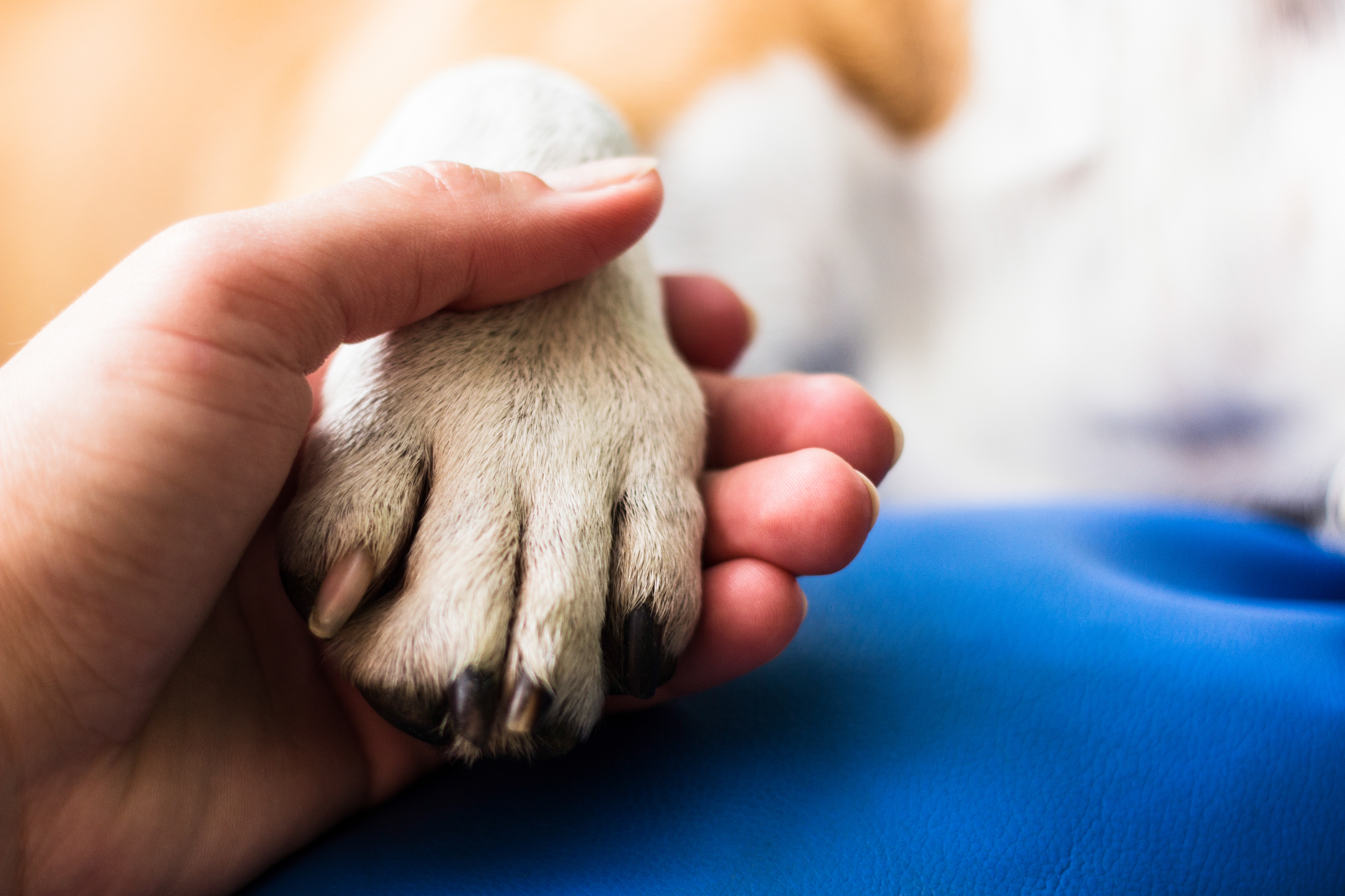 Person's hand holding a dog's paw