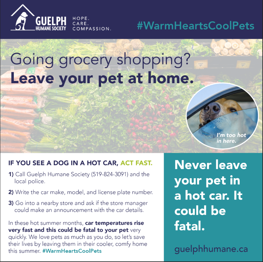 Going grocery shopping? Leave your pet at home. Never leave your pet in a hot car. It could be fatal. If you see a dog in a hot car, act fast: 1) call Guelph Humane Society (519-824-3091) and the local police, 2) write down the car make, model and licence plate number, 3) go into a nearby store and ask the manager to make an announcement with the car details. #WarmHeartsCoolPets, guelphhumane.ca