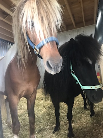 Two miniature horses, one brown with a blond mane and one black, in a barn