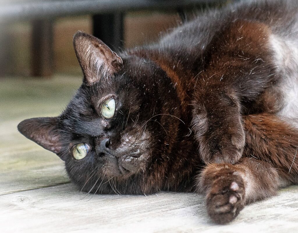 Dark brown cat with green eyes lying on its side on a wooden floor