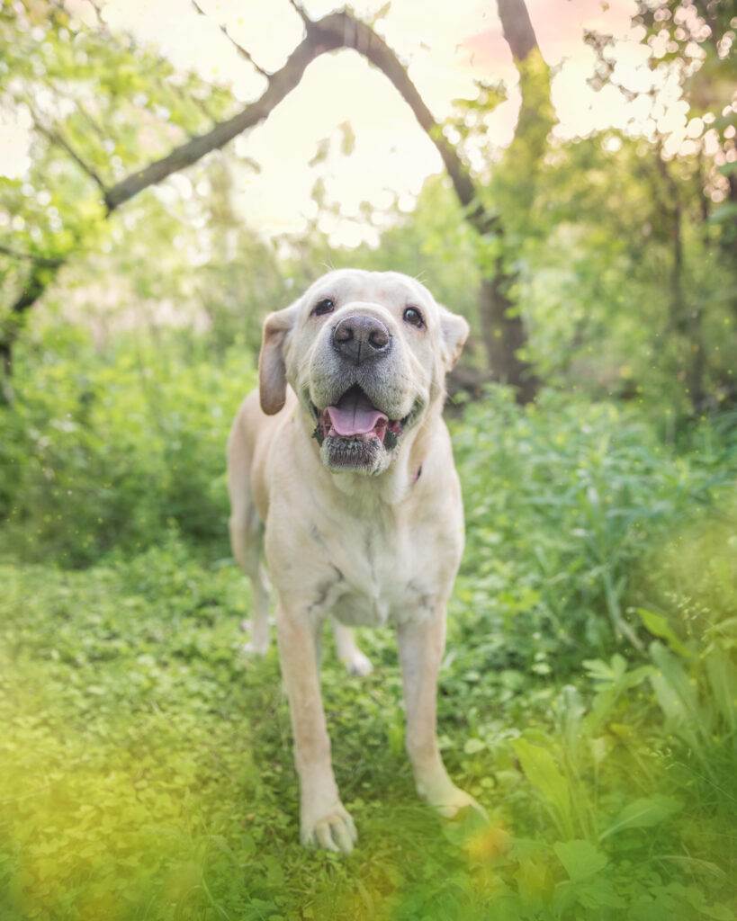 Toffee, a yellow Labrador, standing in a garden