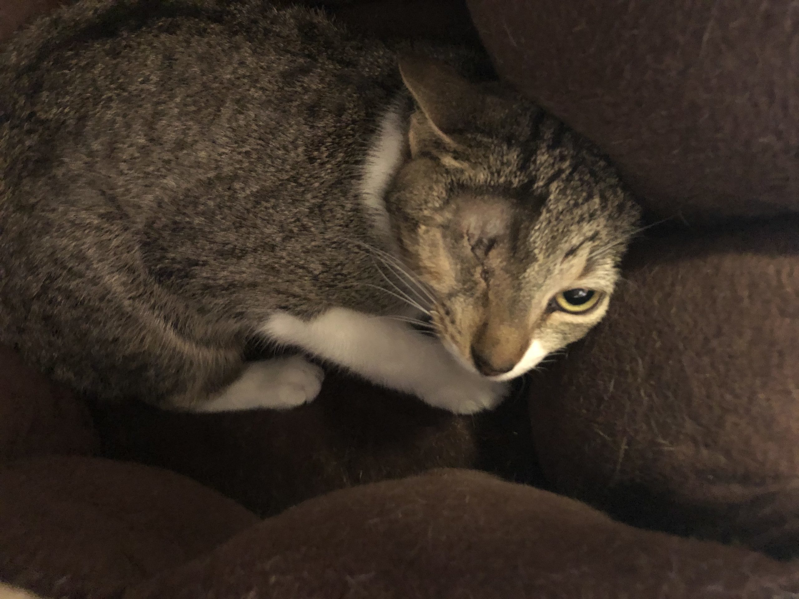 Sophia, a tabby cat, resting on a brown blanket after her surgery