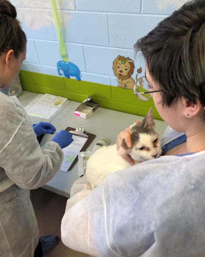 Two staff members in gloves examining a calico cat on a table