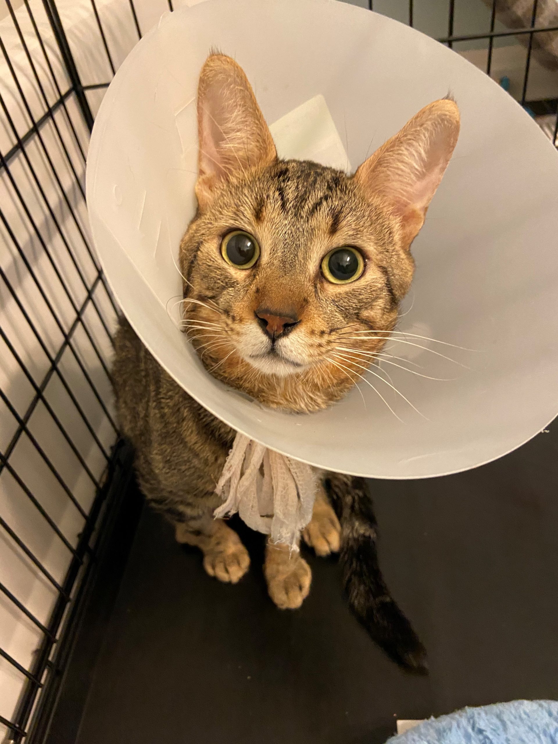 Jack, a tabby cat wearing a cone, sitting in a kennel