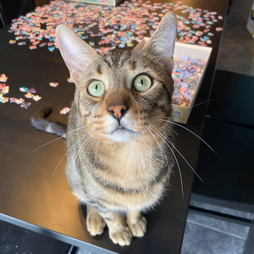 Jack, a tabby cat, sitting on a table beside a jigsaw puzzle