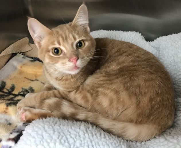 Sunny, an orange tabby cat, lying on a blanket
