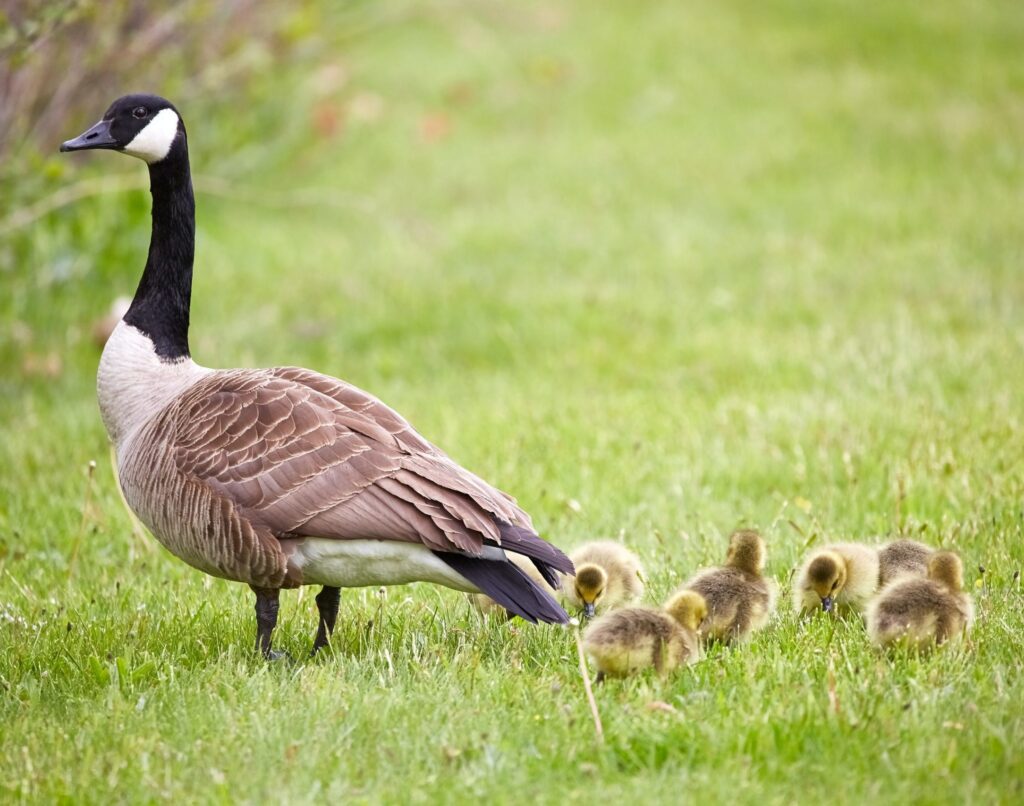 Canada goose with several goslings on the grass