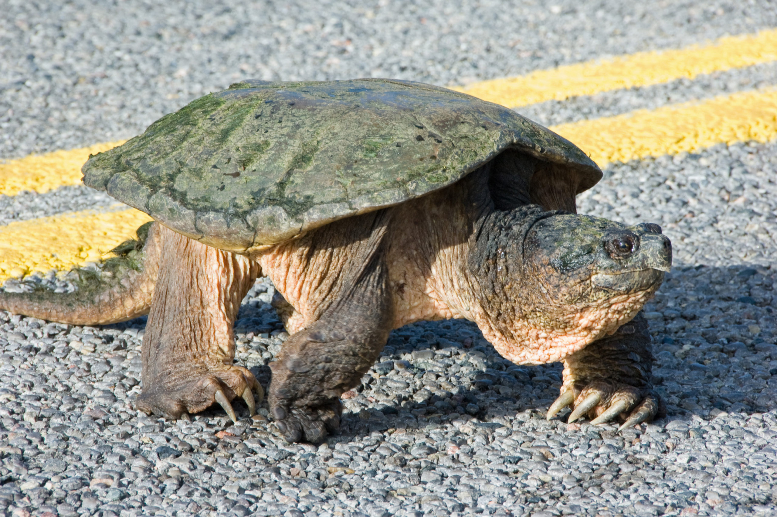 Snapping turtle crossing a road