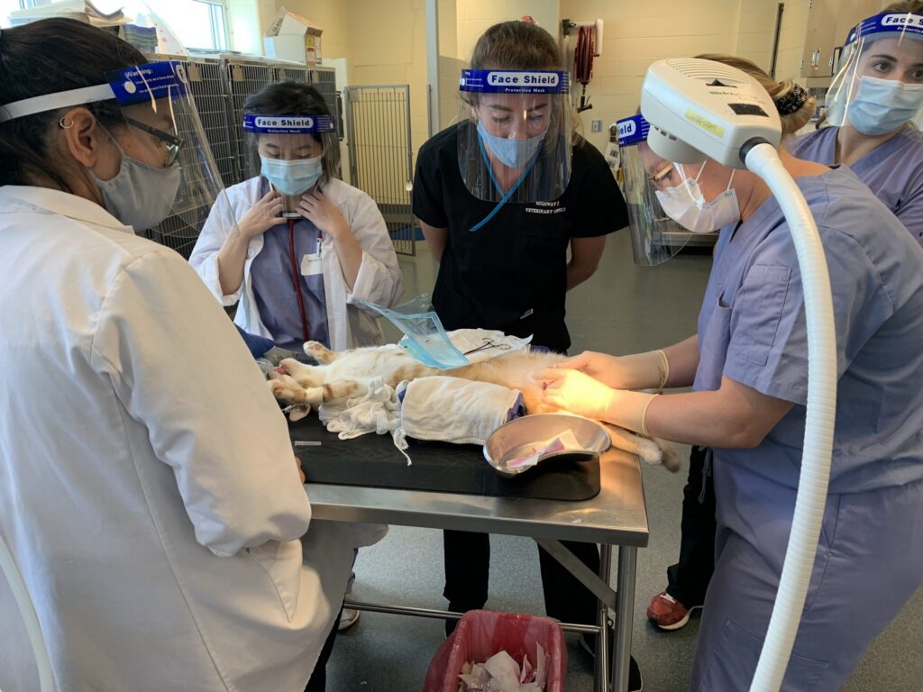 Veterinary team in masks and face shields performing a spay or neuter surgery