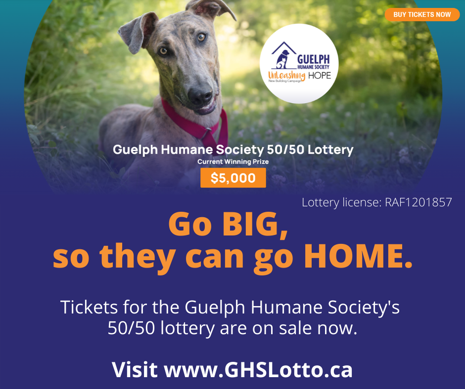 Go big, so they can go home. Tickets for the Guelph Humane Society's 50/50 lottery are on sale now. Current winning prize: $5,000. Visit www.GHSLotto.ca. Shown with a brindle sighthound.