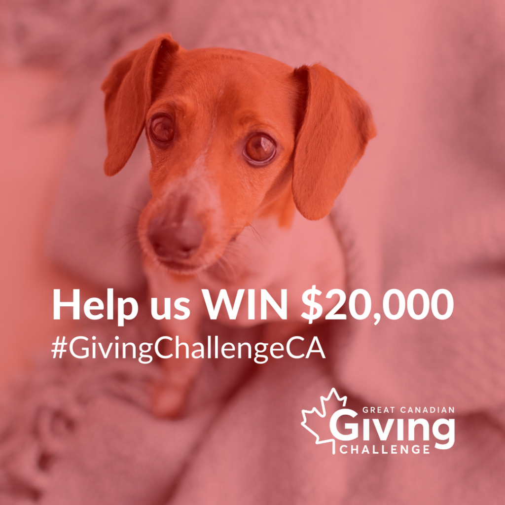 Help us win $20,000. #GivingChallengeCA, Great Canadian Giving Challenge. Shown with a dachshund mix on a red background.