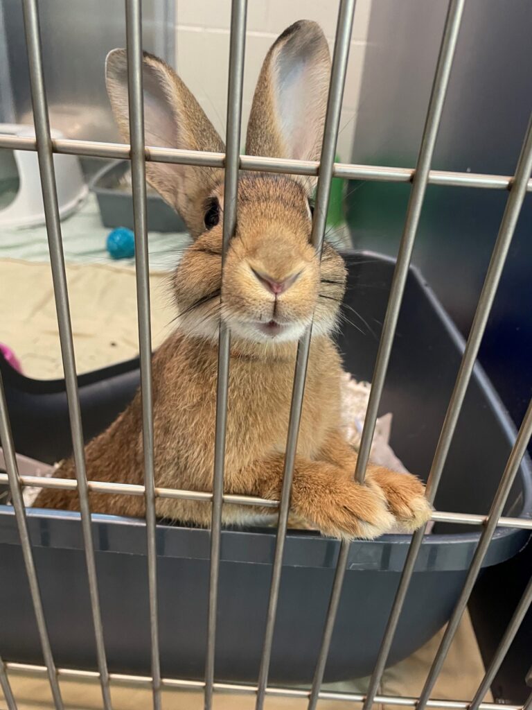 Brown rabbit in a wire cage