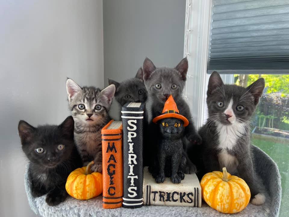 Five kittens posed with small pumpkins and Halloween decorations