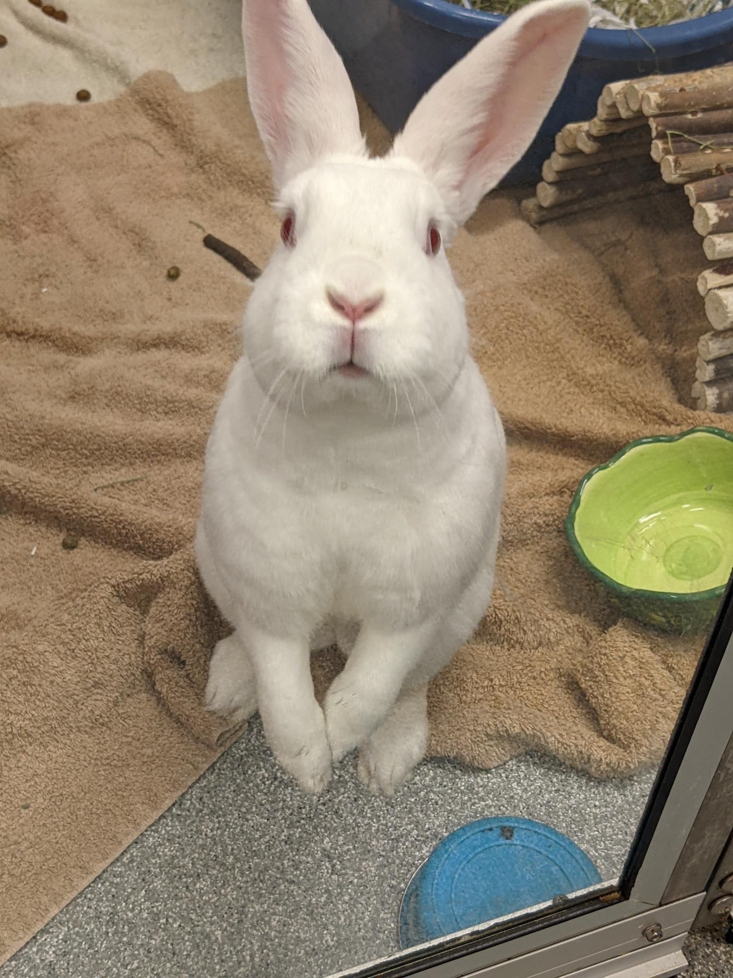 White rabbit standing up on its hind legs