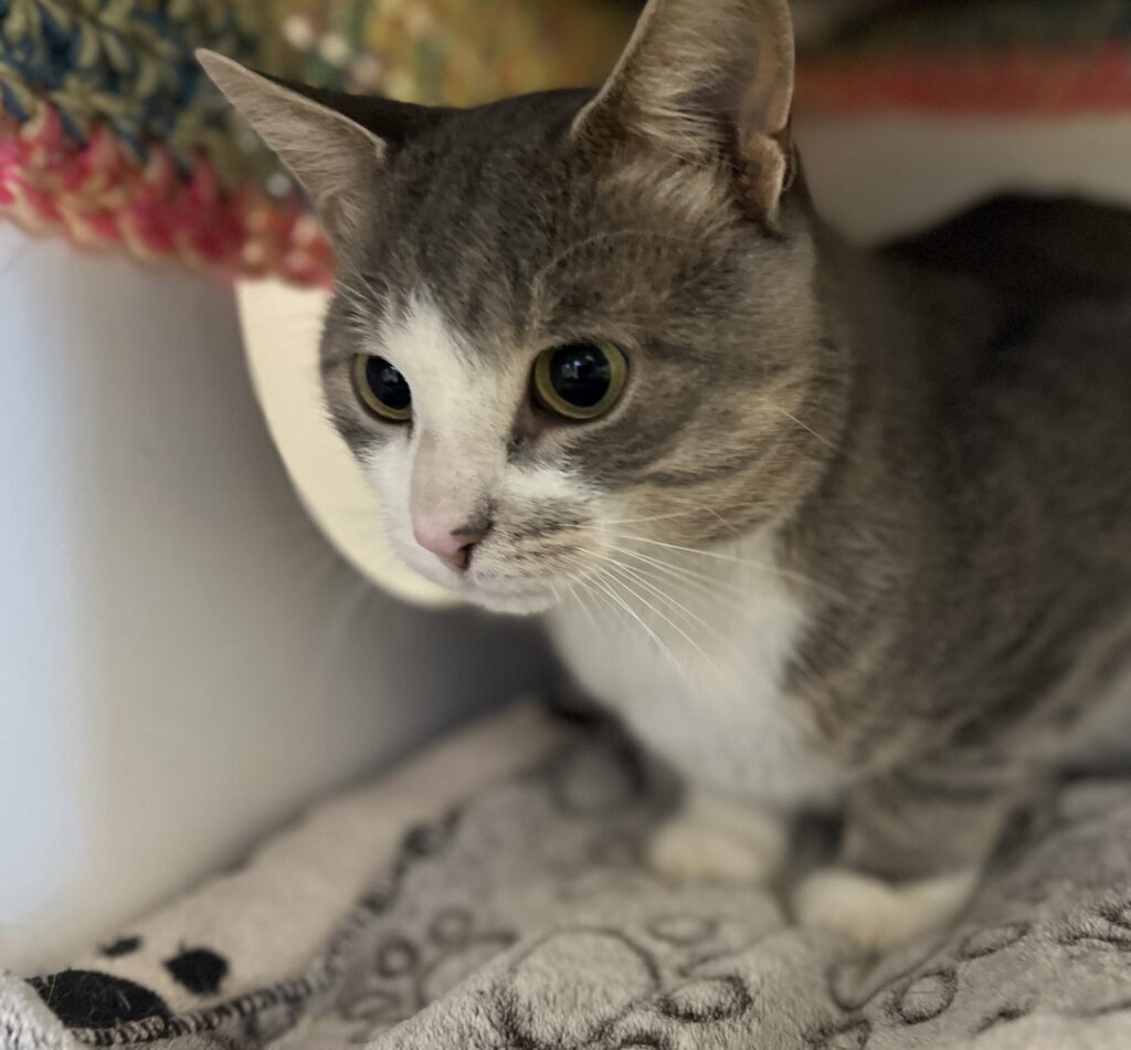 Benny, a one-year-old grey and white domestic shorthair cat, looking at the camera