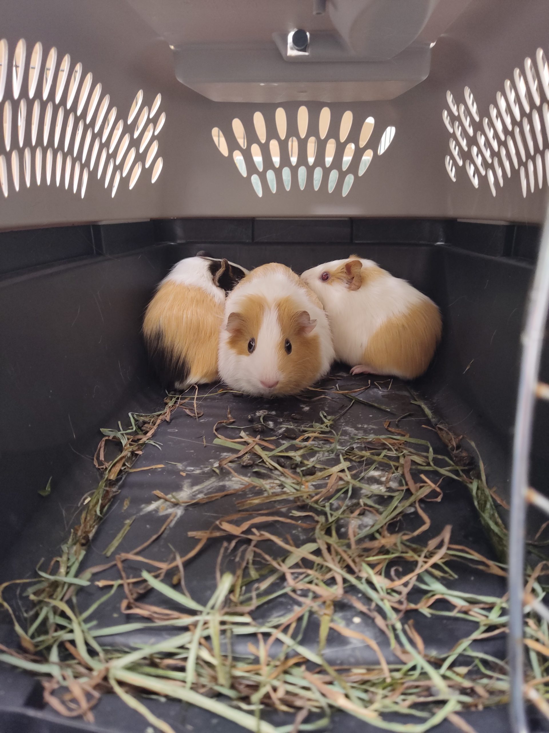 Three guinea pigs in a pet carrier with hay