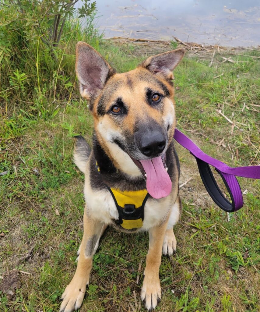 German Shepherd Dog