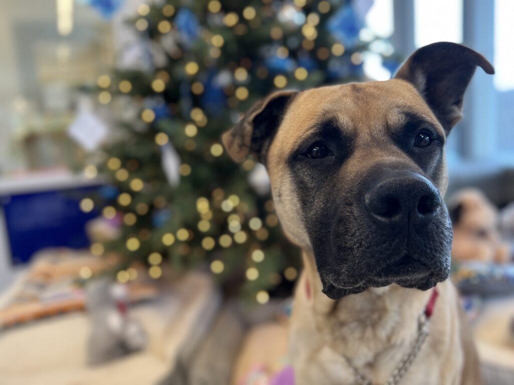 Tonka, a tan mastiff mix with a red collar, in front of a Christmas tree