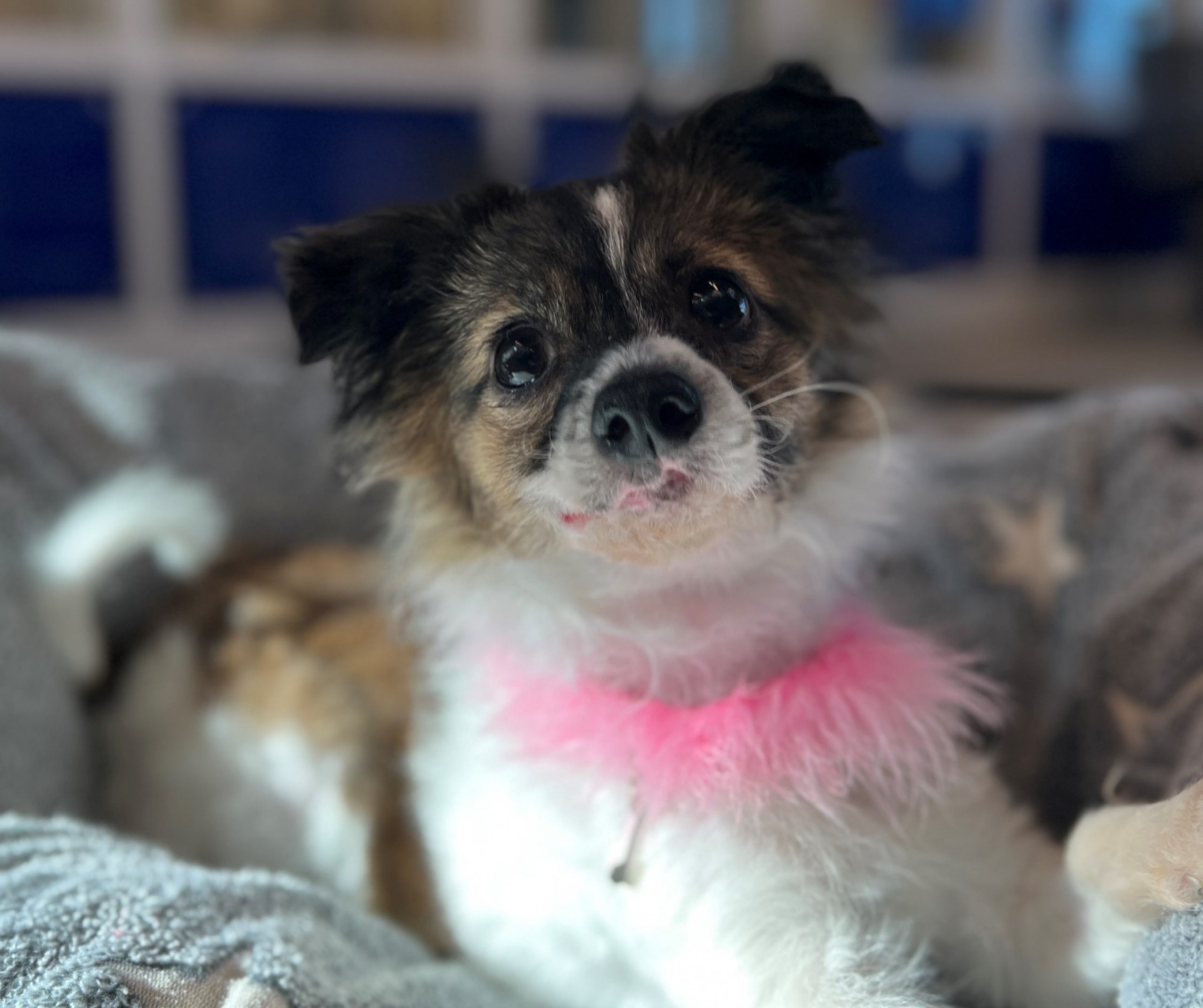 Dog in dog bed with pink collar