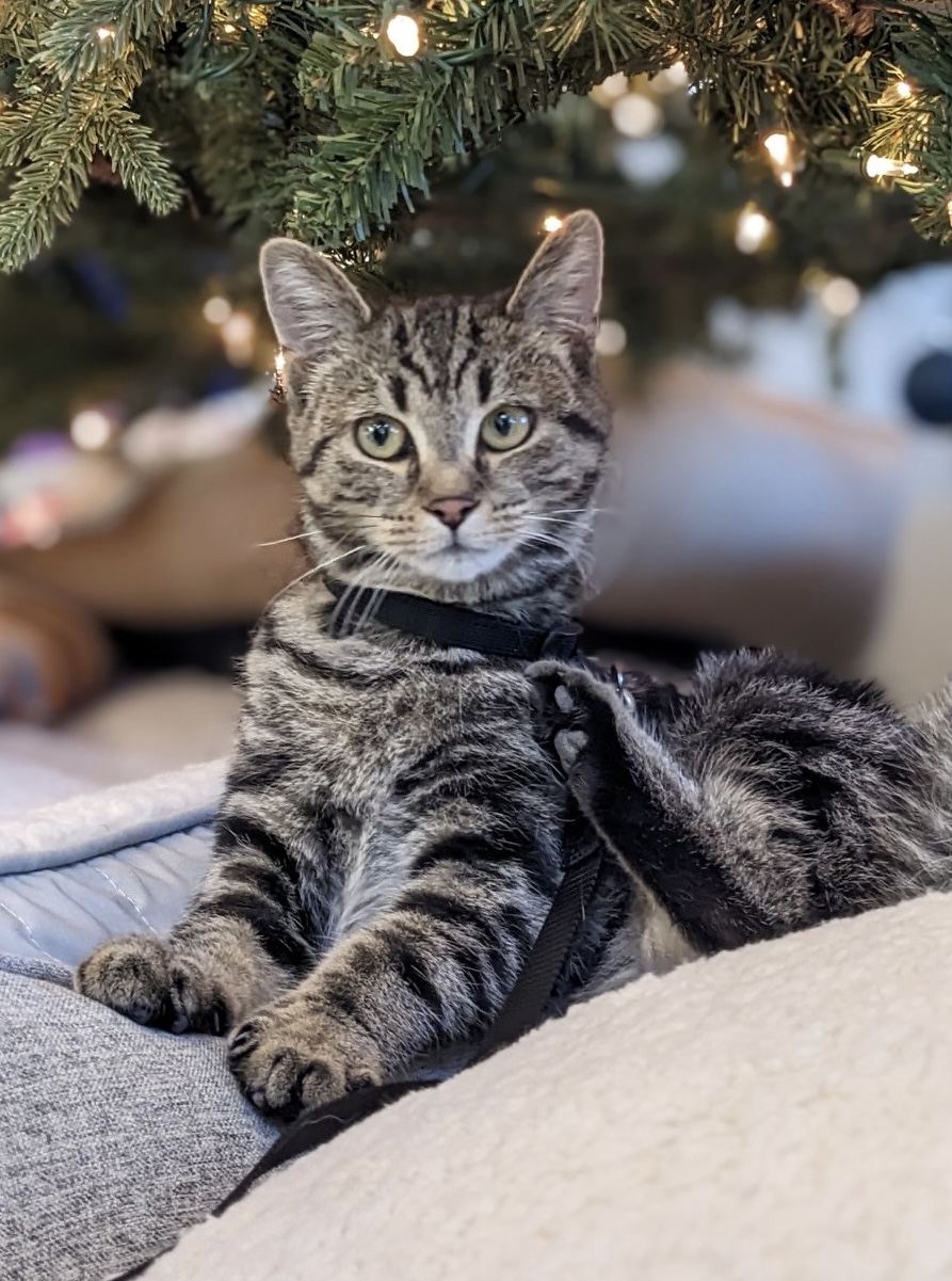 Kitten