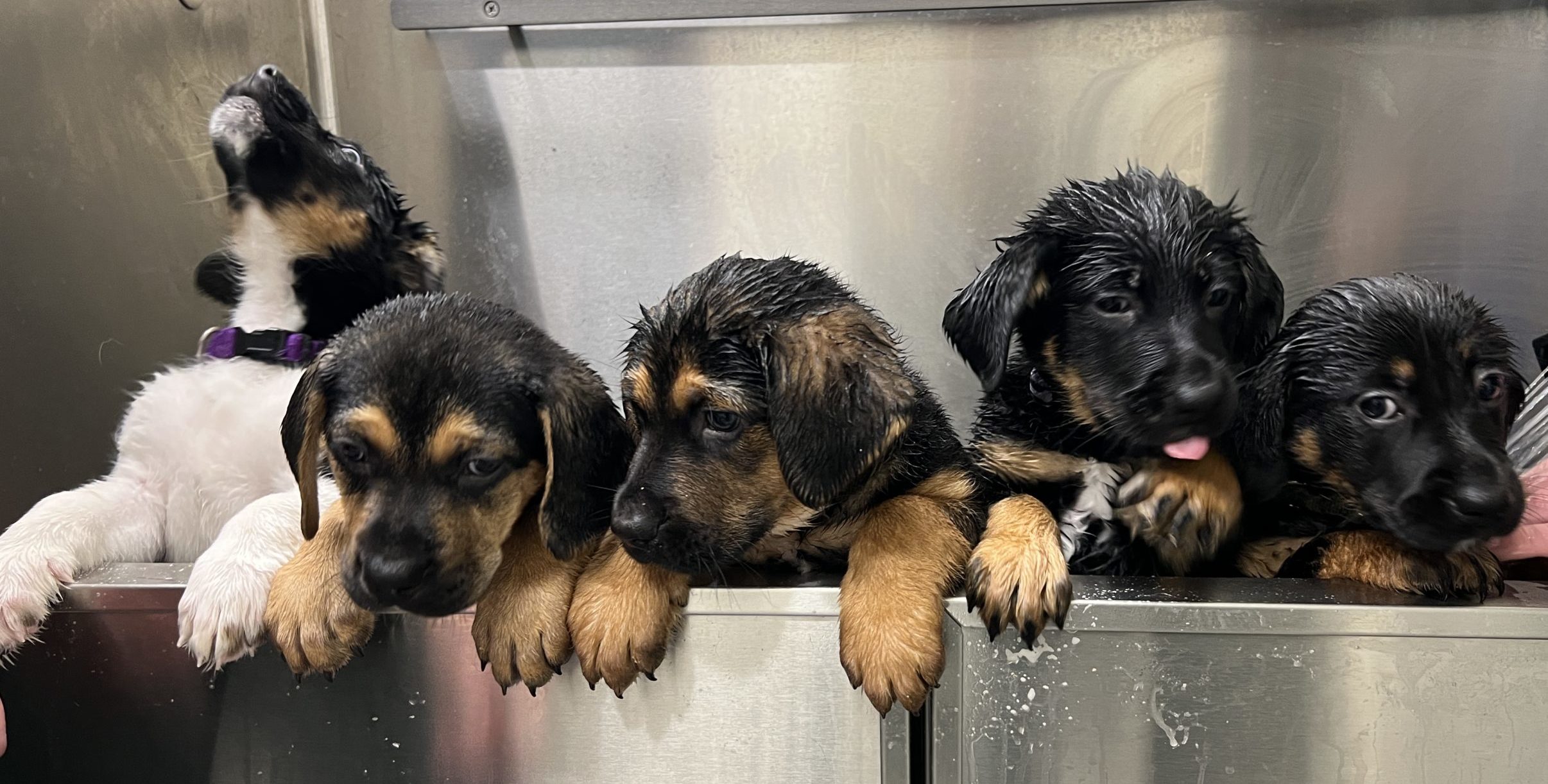 hound x puppies