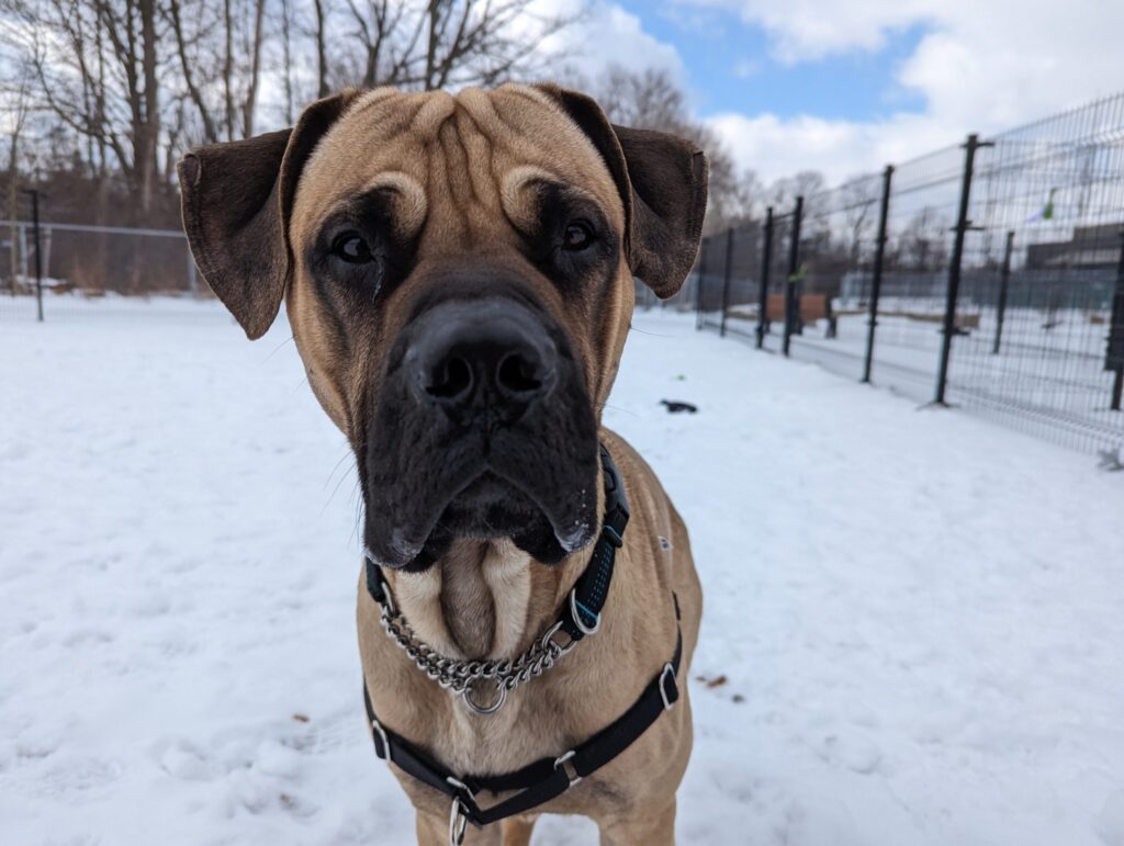 Bullmastiff, in snow