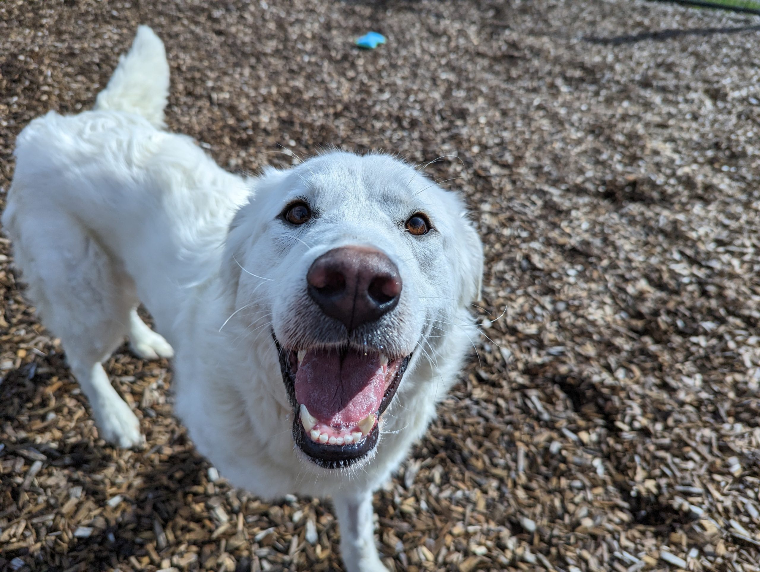 Mavis, a white Maremma sheepdog mix, smiling at the camera