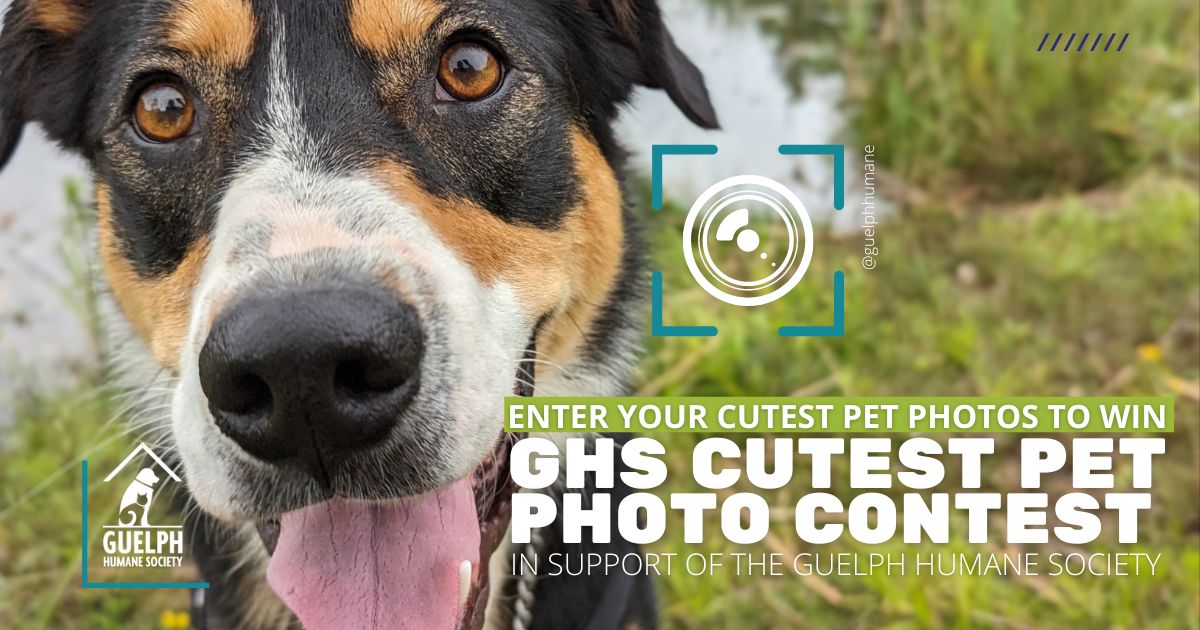 Brown, black and white dog beside the text "Enter your cutest pet photos to win: GHS Cutest Pet Photo Contest, in support of the Guelph Humane Society"