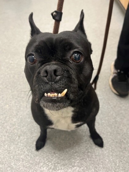 Black French bulldog with an underbite, on a leash