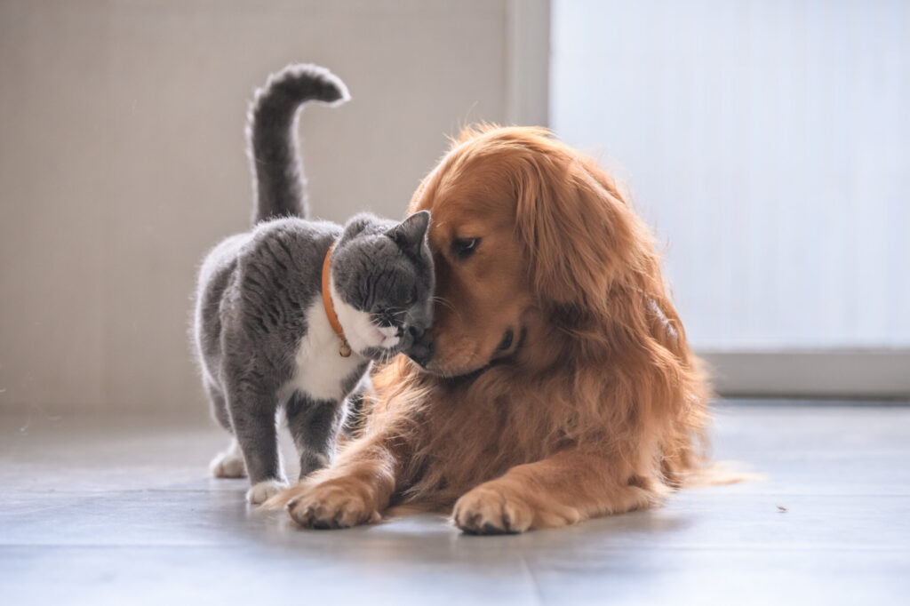 Grey British shorthair cat nuzzling a golden retriever lying on the floor