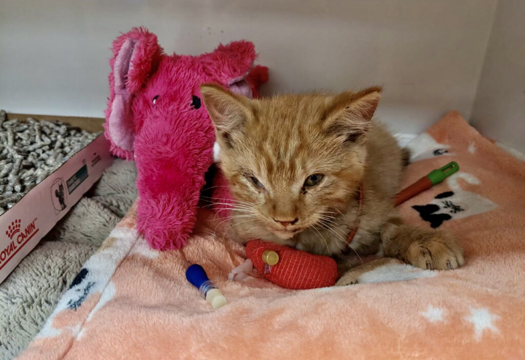 Orange kitten lying on a pink blanket beside a pink plush toy and a small red toy