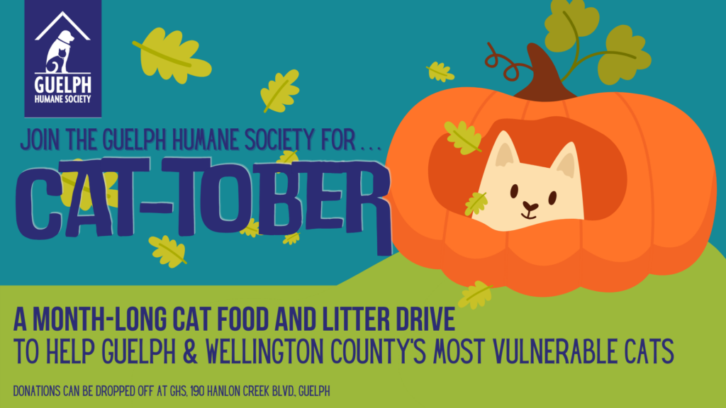 Join the Guelph Humane Society for Cat-tober: a month-long cat food and litter drive to help Guelph and Wellington County's most vulnerable cats. Donations can be dropped off at GHS, 190 Hanlon Creek Blvd., Guelph. Shown with an illustrated cat in a pumpkin.